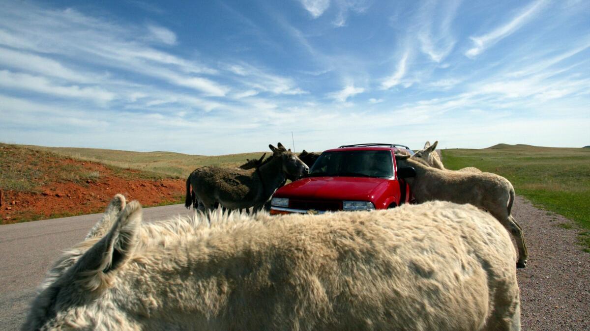 Burros beg for treats at Custer State Park, S.D. The wild burros trace their roots to a herd that once hauled visitors to the top of Harney Peak.