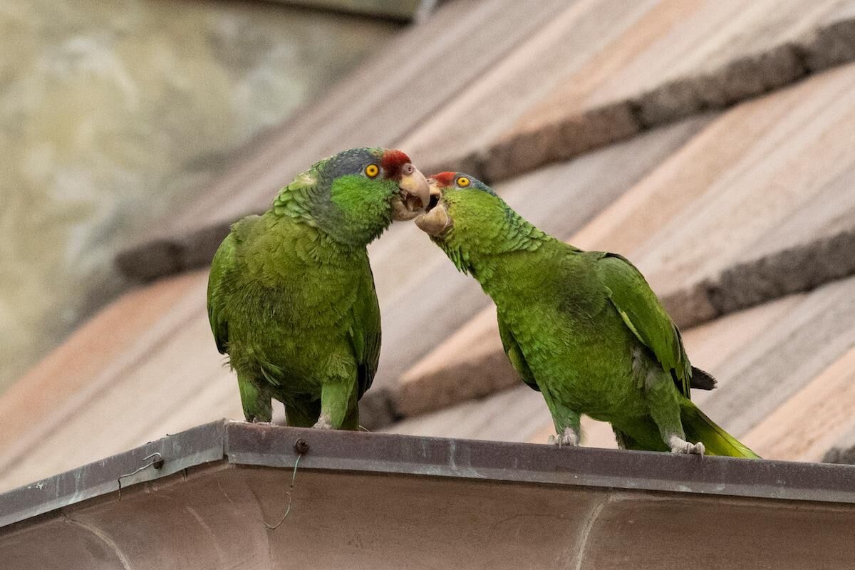 Red-crowned amazon parrots in La Jolla