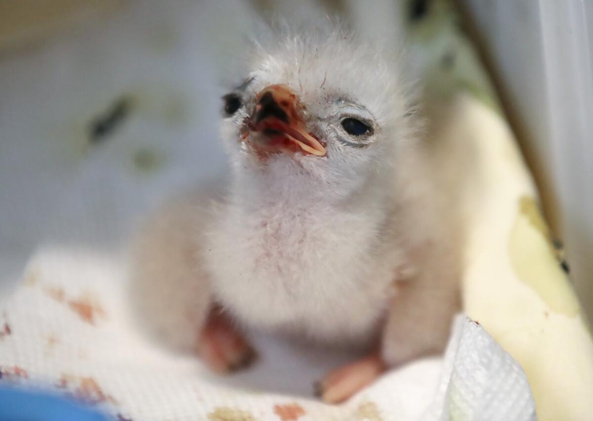 A newborn red-tailed hawk at the Wetlands & Wildlife Care Center in Huntington Beach.