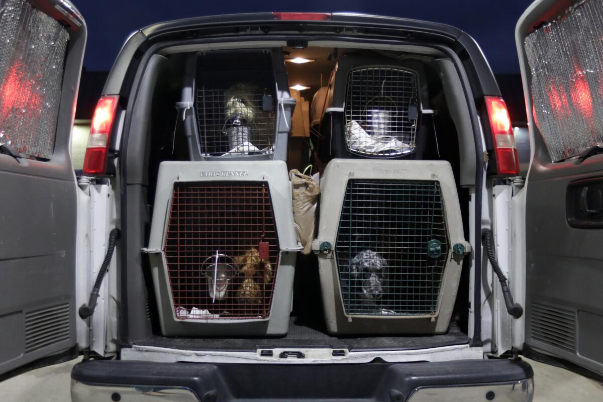 Dogs in cages inside a white van