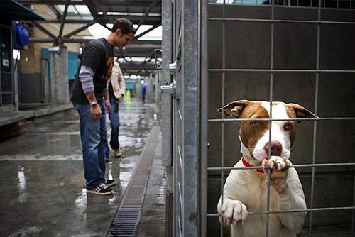 Officers Ramon Muniz and Kim Lormans of the Los Angeles Police Department Animal Cruelty Task Force walk through the North Central Animal Shelter dog kennels looking for animals that might have been fighting or abused.