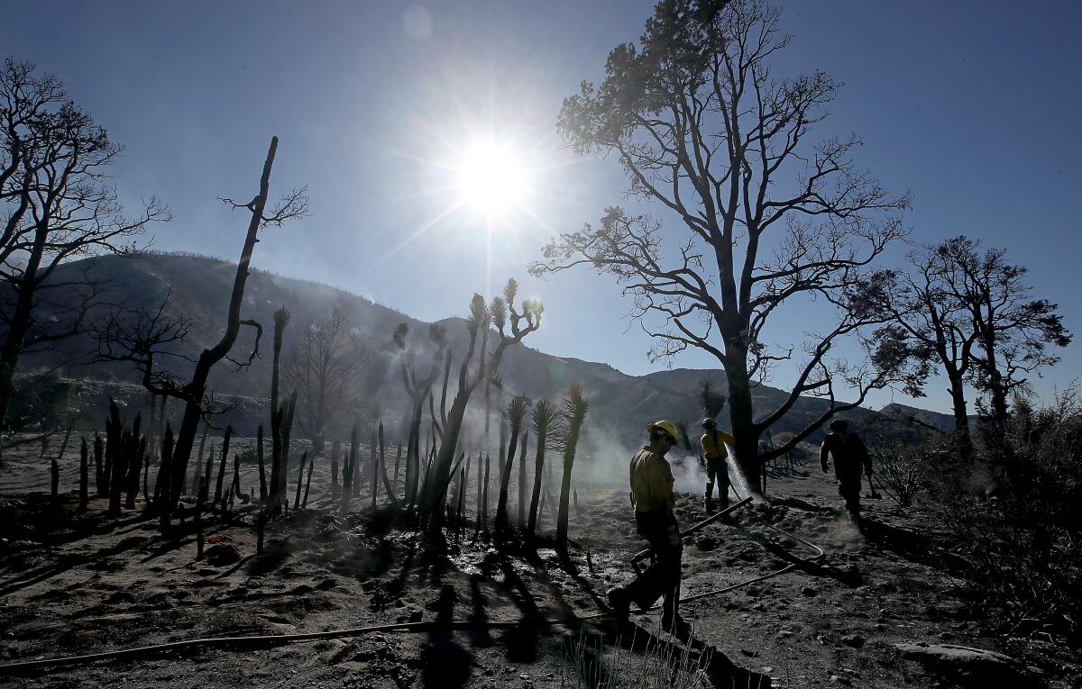 Several people stand among the scorched remains of trees.