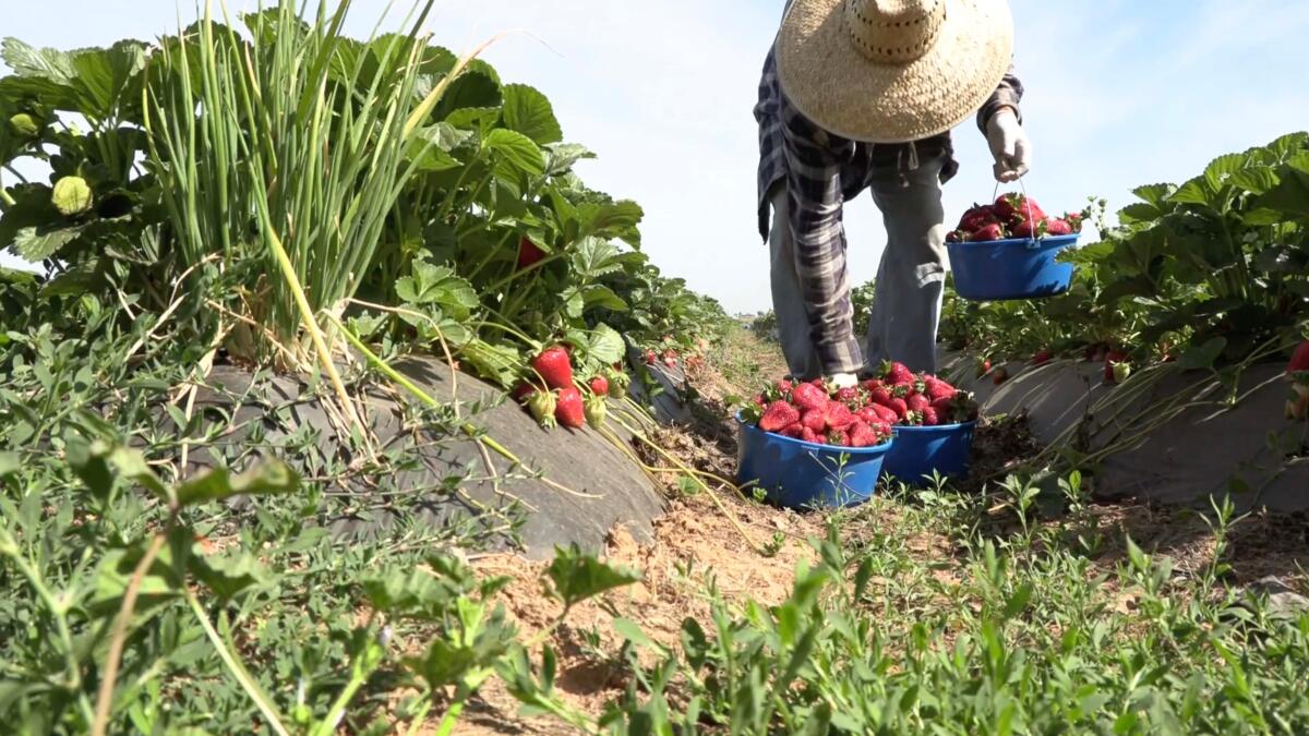 Aguas frescas!, ¡aguas frescas!, Secretaría de Agricultura y Desarrollo  Rural, Gobierno