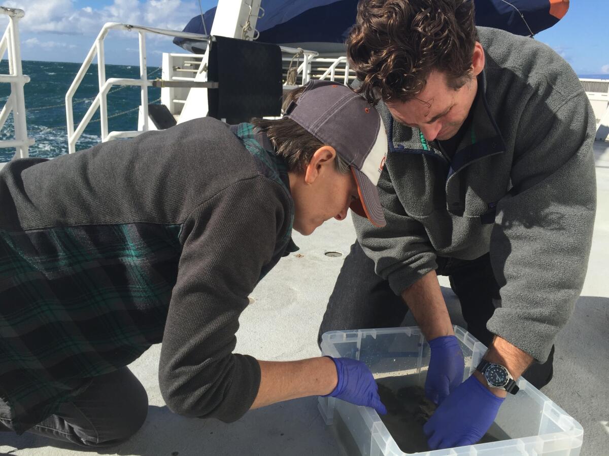 Shana Goffredi and Lonny Lundsten pick through a whale bone looking for fragile Osedax worms.