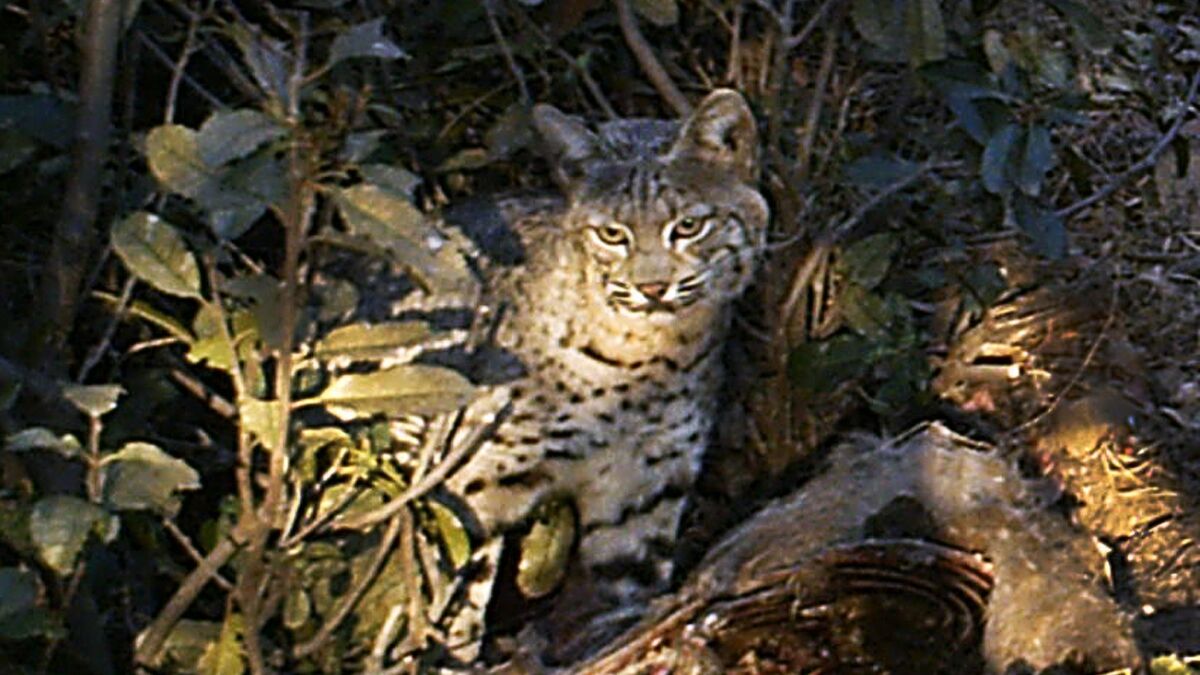 A bobcat is photographed in the Los Padres National Forest near Goleta, Calif. Commercial trapping of bobcats was banned in the state four years ago.