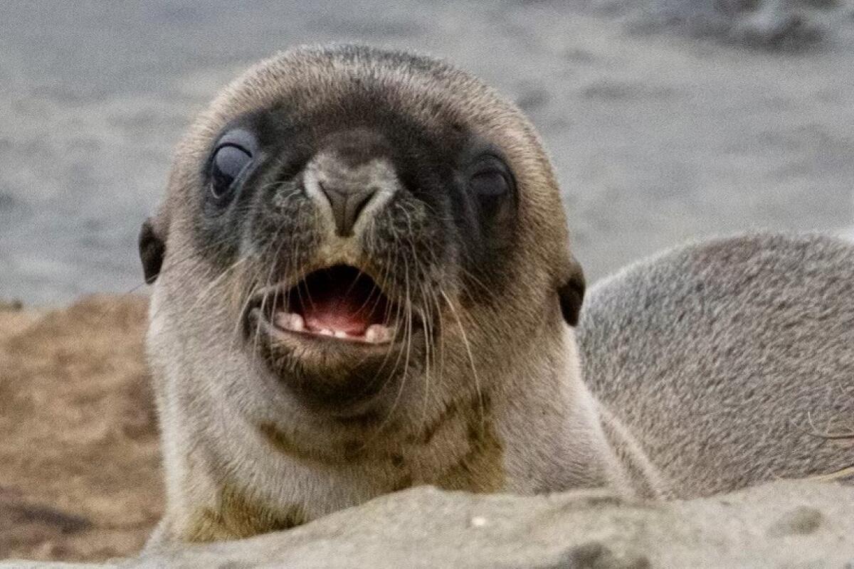 The first baby sea lion of the 2023 pupping season at Point La Jolla needs a name.