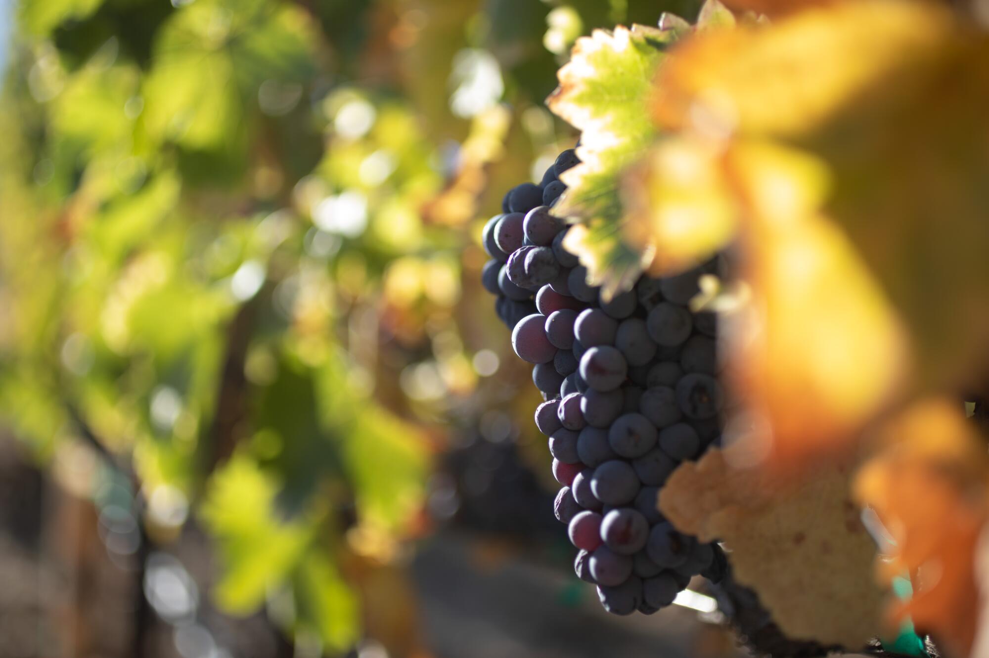 Grenache grapes ripen on the vine at Top winery in Paso Robles.