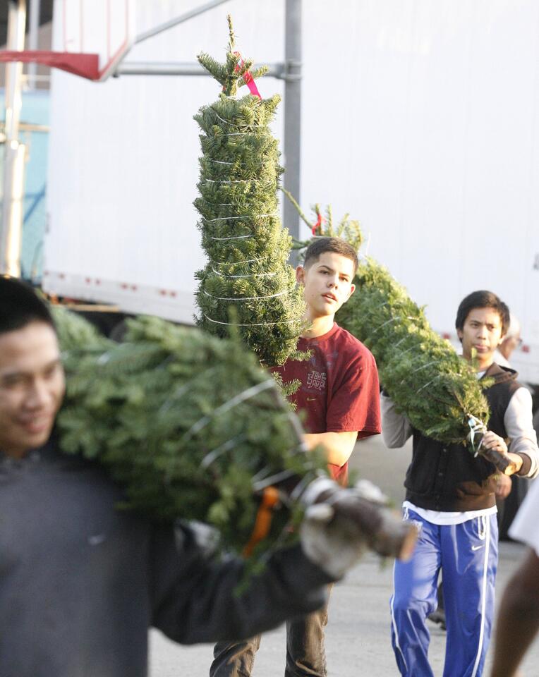 Casellas Christmas Trees gets first tree delivery