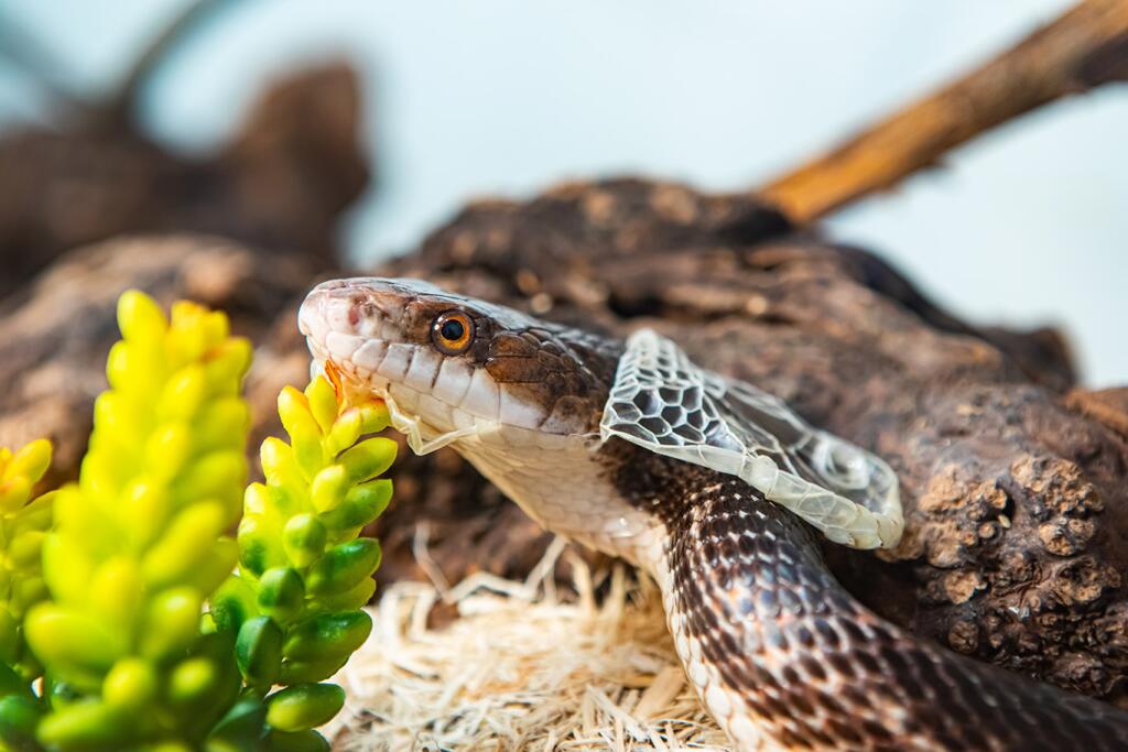 Snakes as Pets: A Practical Guide - Los Angeles Times