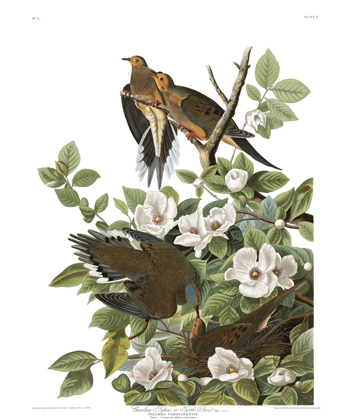 Ornithologist John James Audubon created this print of mourning doves