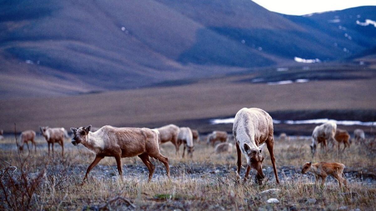 Caribou along the tundra of the Arctic National Wildlife Refuge