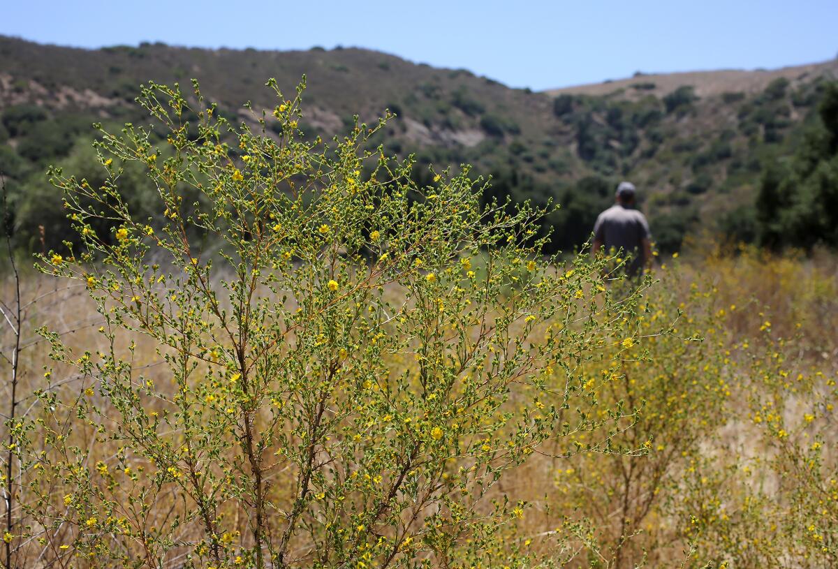 Project Manager Robert Freese walks in a field at Irvine Ranch Conservancy.