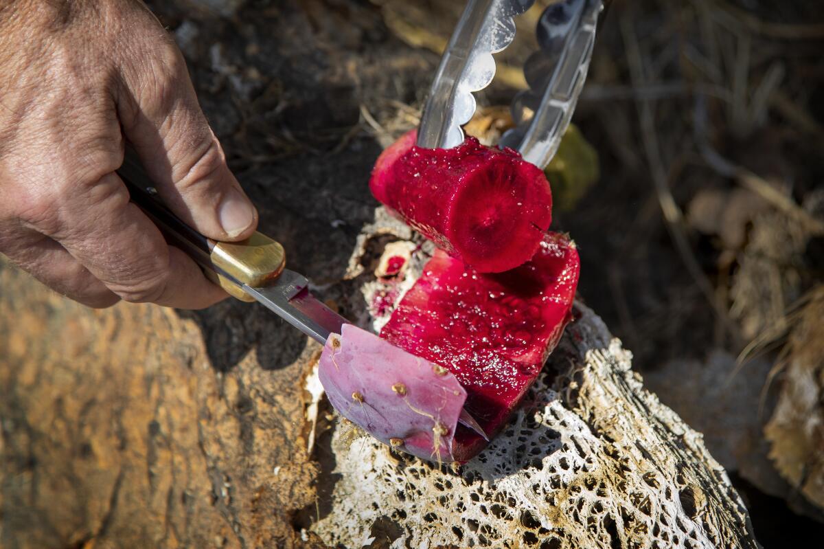 Hands holding a knife and a peeled, bright red prickly pear