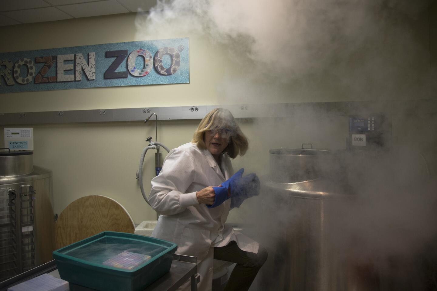 Dr. Barbara Durant, director of reproductive physiology, removes frozen embryos and eggs from a tank filled with liquid nitrogen which preserves the gene pool of some endangered species at the Frozen Zoo at the San Diego Zoo Conservation Research Institute.