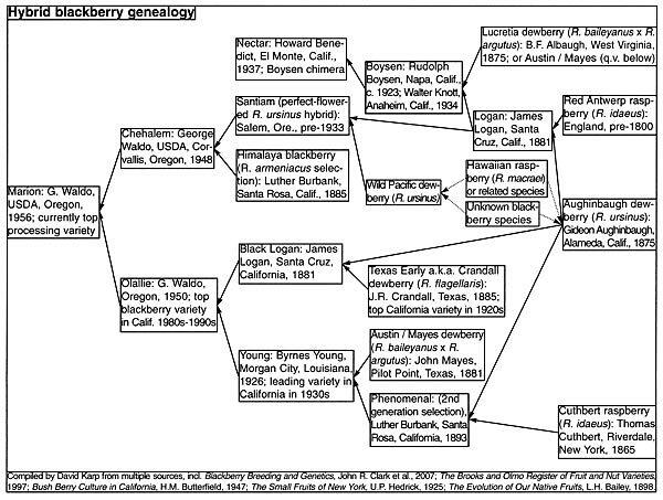 Hybrid blackberry genealogy