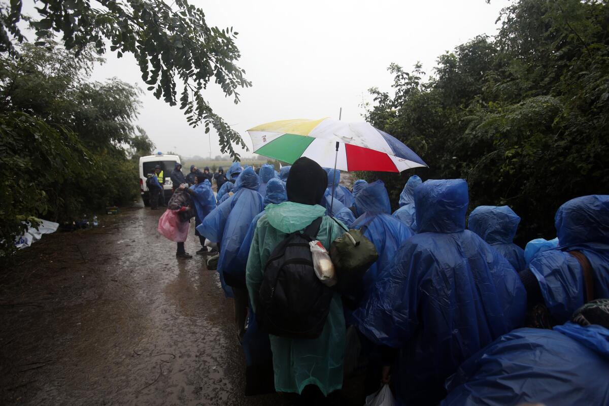 Un grupo de migrantes se dirige a cruzar la frontera entre Serbia y Croacia, cerca de la villa de Berkasovo, a unos 100 km de Belgrado, Serbia, el 29 de septiembre de 2015.