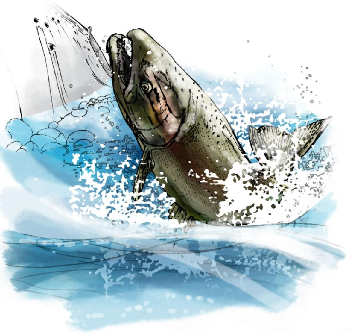 Illustration of a salmon splashing in water.