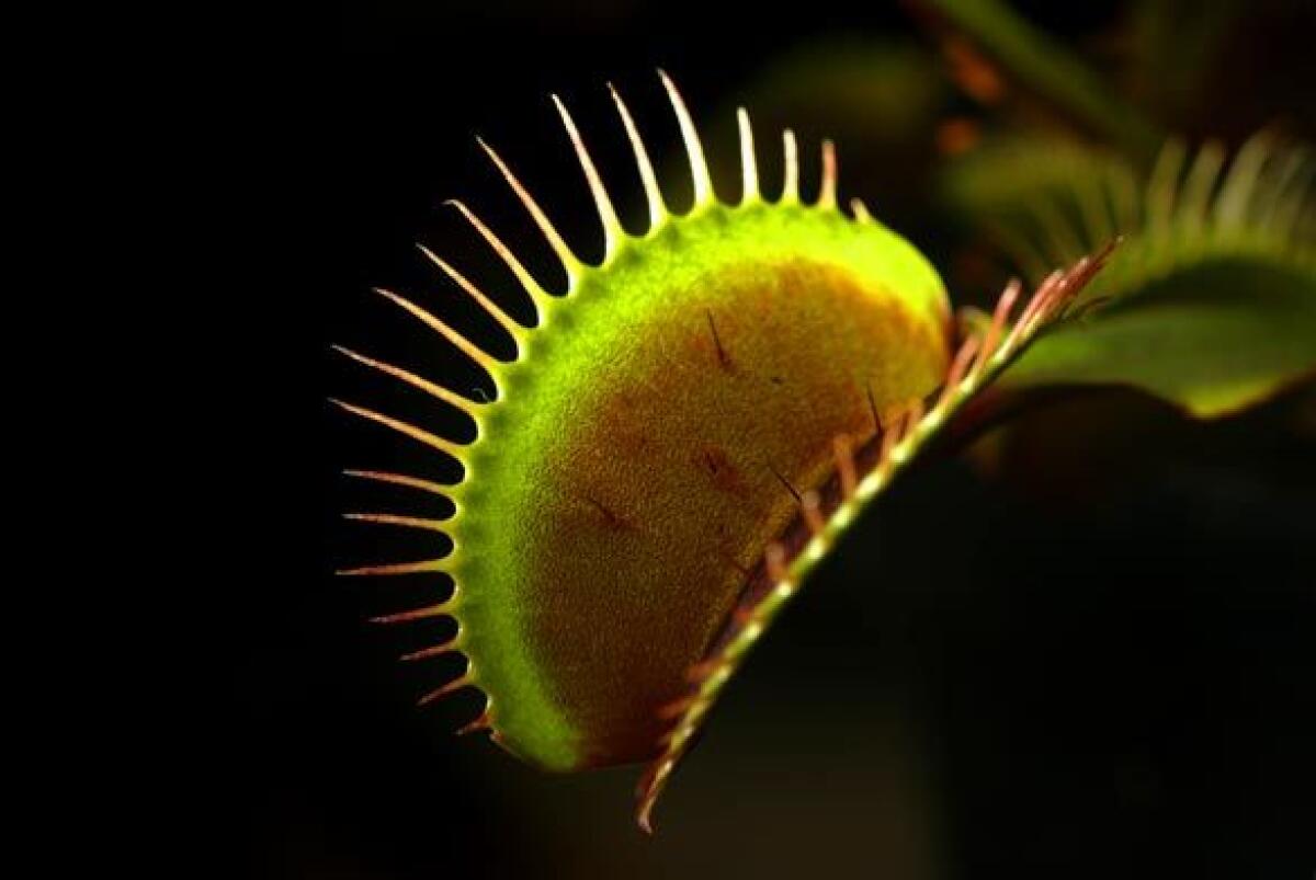 A greenhouse at Cal State Fullerton is home to thousands of carnivorous plants, including hundreds of Venus flytraps. The exotic plants have become readily available at garden centers and discount stores, but like those goldfish won at a charity bazaar, the Venus flytrap can be difficult to keep alive.