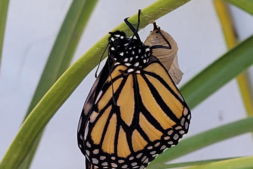 A monarch butterfly emerges from its chrysalis in San Diego.