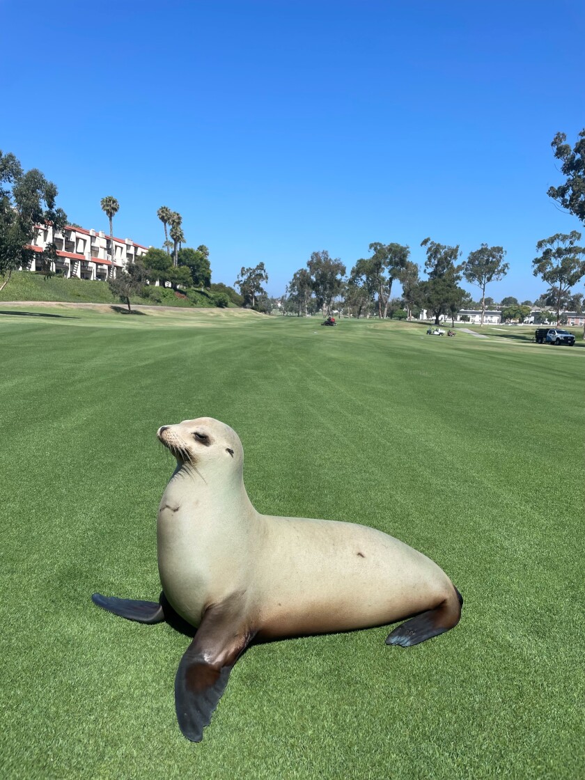 A sea lion rests on grass.