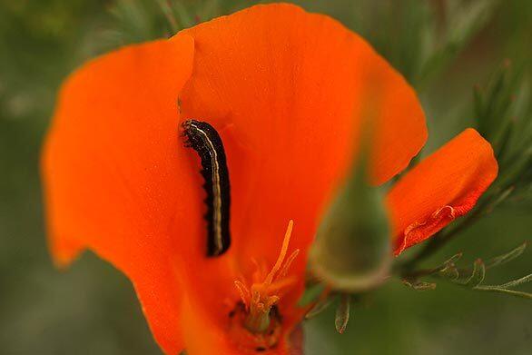 Theodore Payne caterpillar