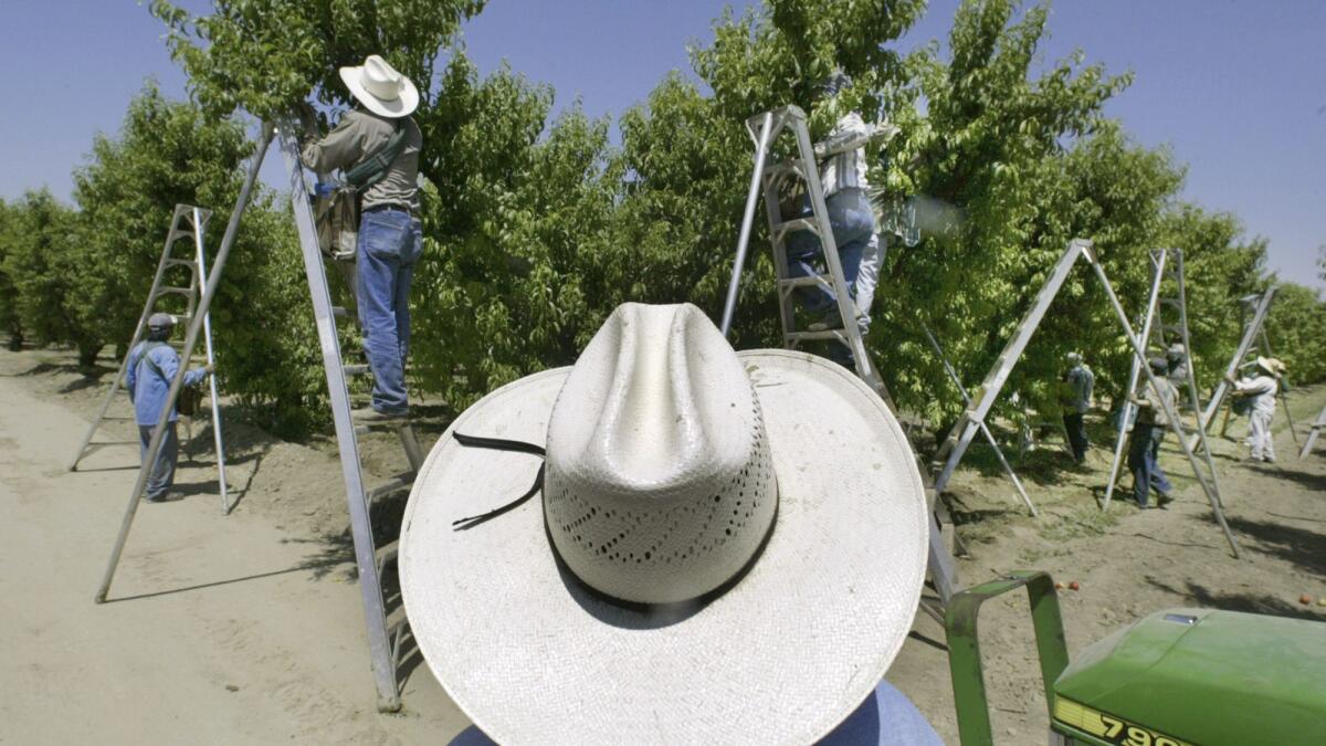 Workers pick fruit in an orchard in Arvin, Calif., in 2004. A federal appeals court on Thursday ordered the Trump administration to ban chlorpyrifos, a widely used pesticide that studies show can harm children's brains.