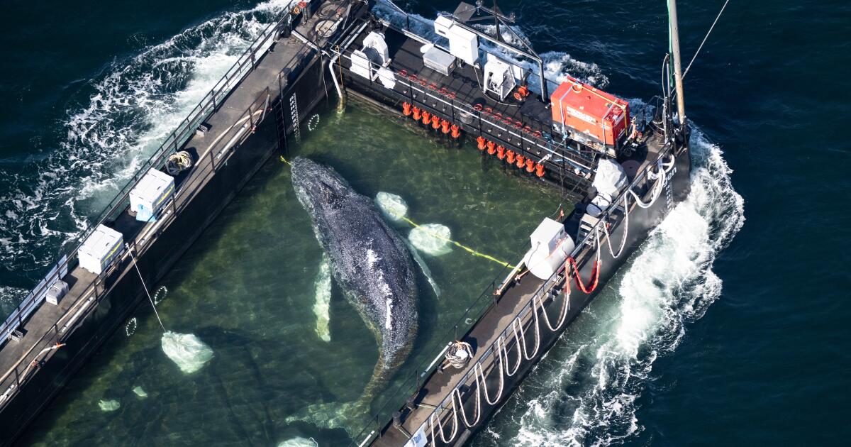 Timmy la baleine à bosse est sur un bateau en direction du nord