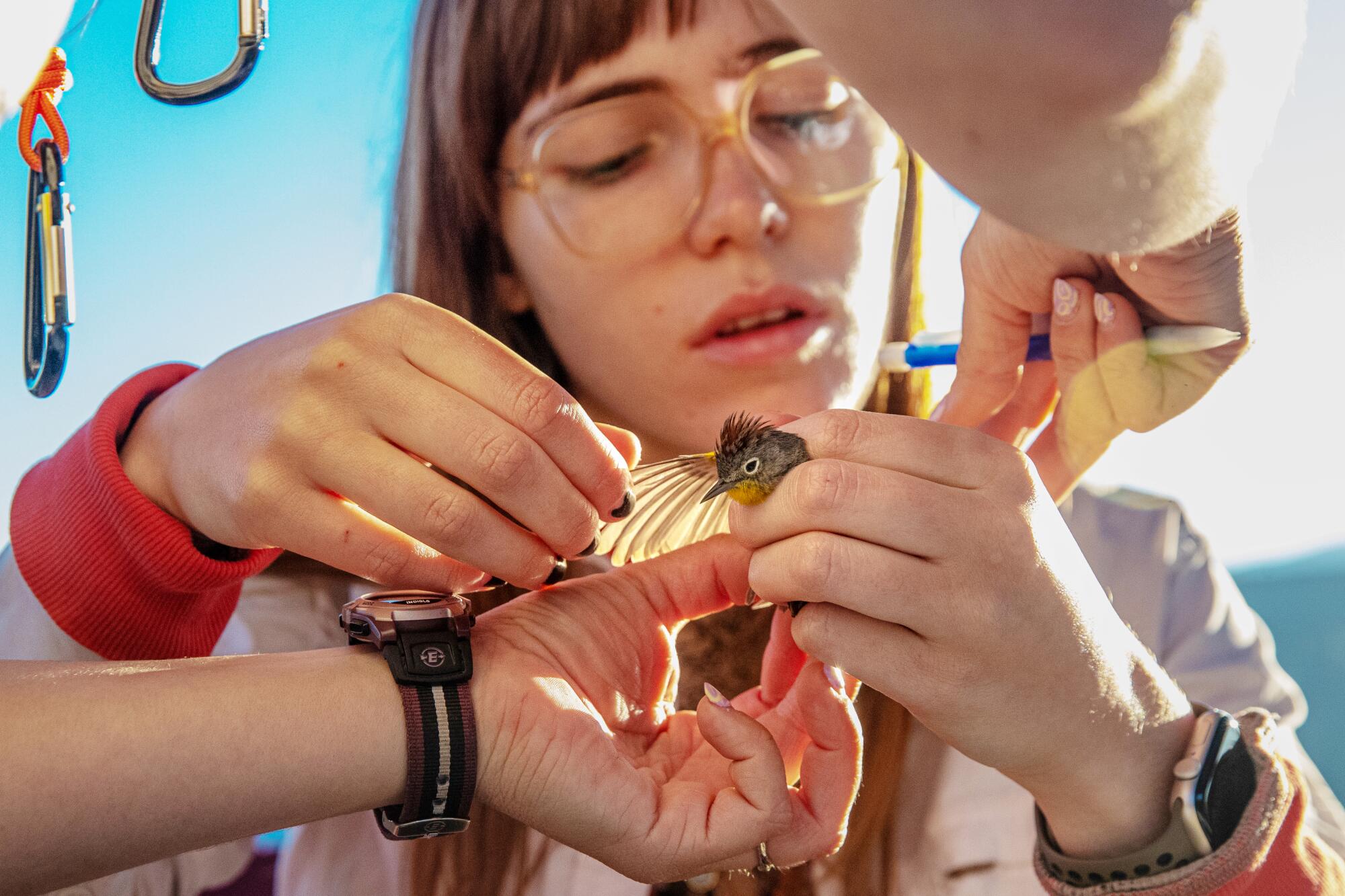 A woman examines a bird's wing while another person's hands come into the frame to assist her.