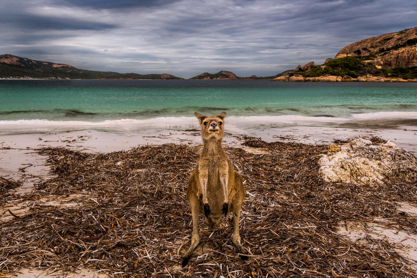 A curious wallaby at Lucky Bay in Western Australia's Cape Le Grand National Park.