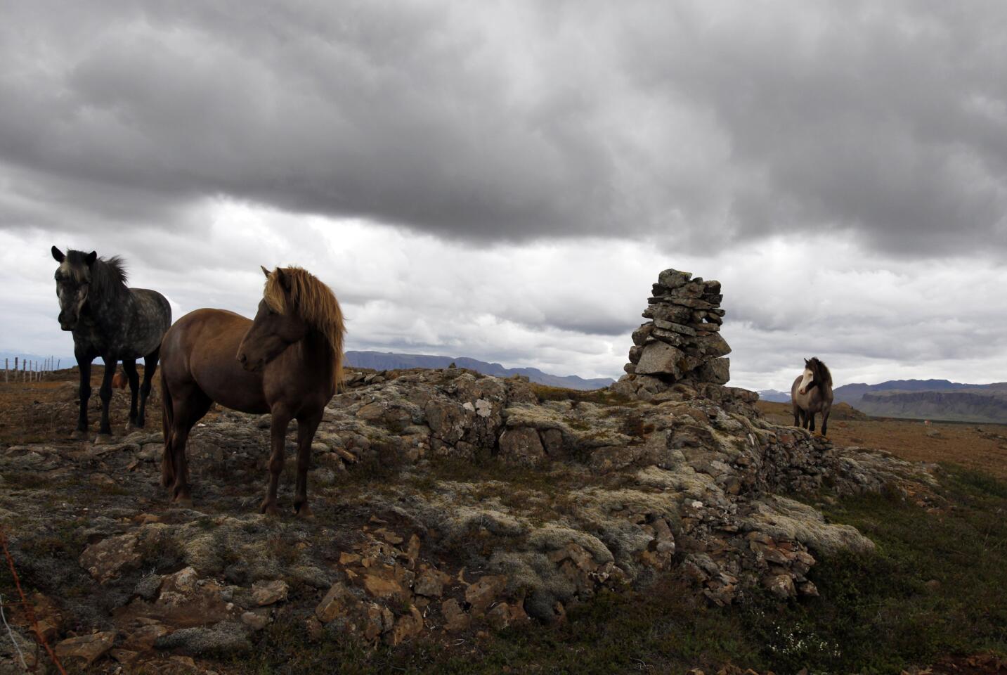 Icelandic horses, northwest Iceland