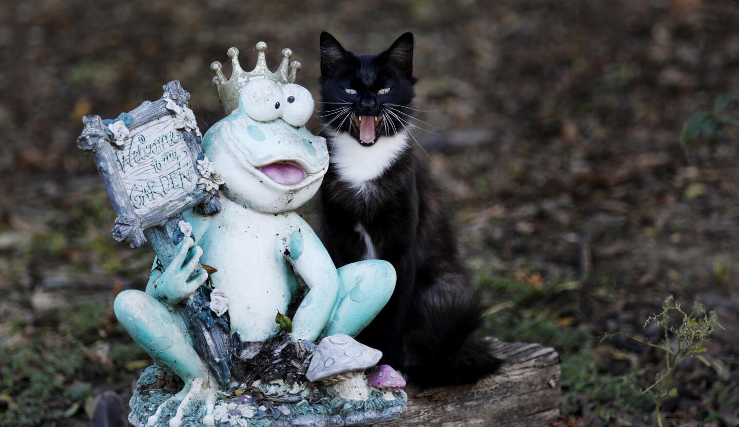 A cat yawns next to a frog ornament on the grounds of the Cat House on the Kings cat sanctuary in Parlier, Calif., outside Fresno.
