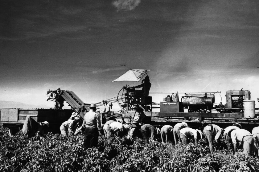 Oct. 15, 1963: Mexican workers in the Bracero Program work in pepper fields in the Firebaugh area (Fresno County).. A similar photo appeared in the Oct. 20, 1963, Los Angeles Times. This image is from the Los Angeles Times Archive at UCLA.