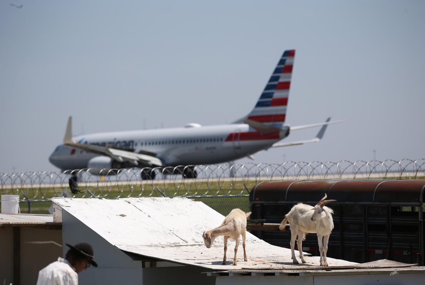 Goats stand on top of a small shed, next to an O'Hare landing strip, as part of grazing program at O'Hare Airport, Friday, June 7, 2019. The animals, which include several sheep and a donkey named Jackson, will be there until the end of July, according to flock master Andrew Tokarz, left. Abel Uribe/Chicago Tribune