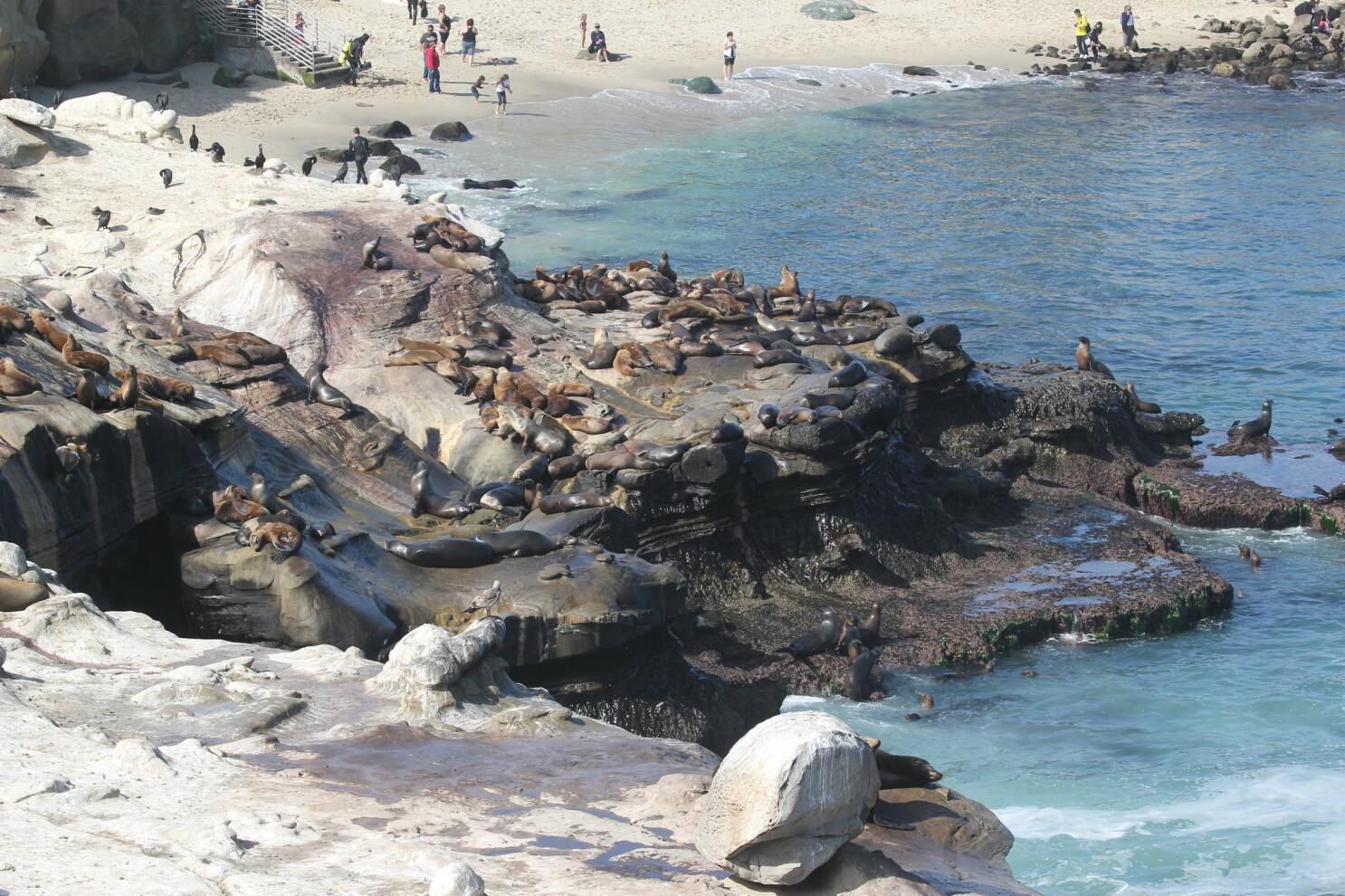 Court fight over seals on La Jolla beach may be finished - Los Angeles Times