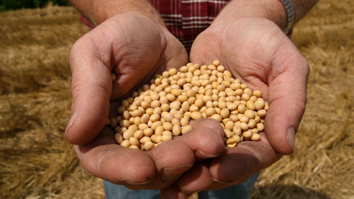A farmer holding Monsanto's Roundup Ready Soy Bean seeds in 2008.