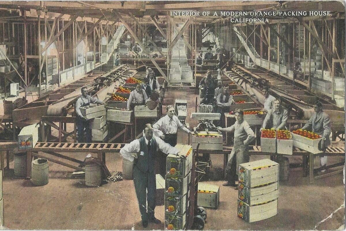 People work in a warehouse setting, with conveyer belts and crates full of oranges.