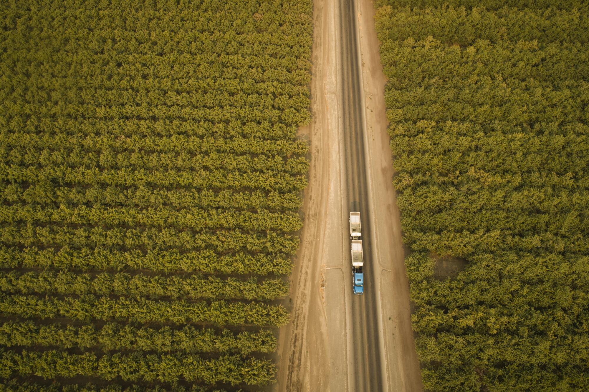 A truck rolls through nut trees almost ready for harvest near Cantua Creek. 
