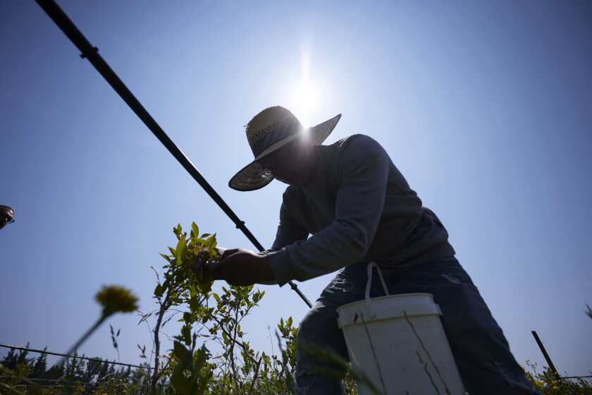 Camilo Martin picks blueberries at the Coopertiva Tierra y Libertad farm Friday, July 7, 2023, in Everson, Wash. Farms and workers must adapt to changing climate conditions. As Earth this week set and then repeatedly broke unofficial records for average global heat, it served as a reminder of a danger that climate change is making steadily worse for farmworkers and others who labor outside.(AP Photo/John Froschauer)