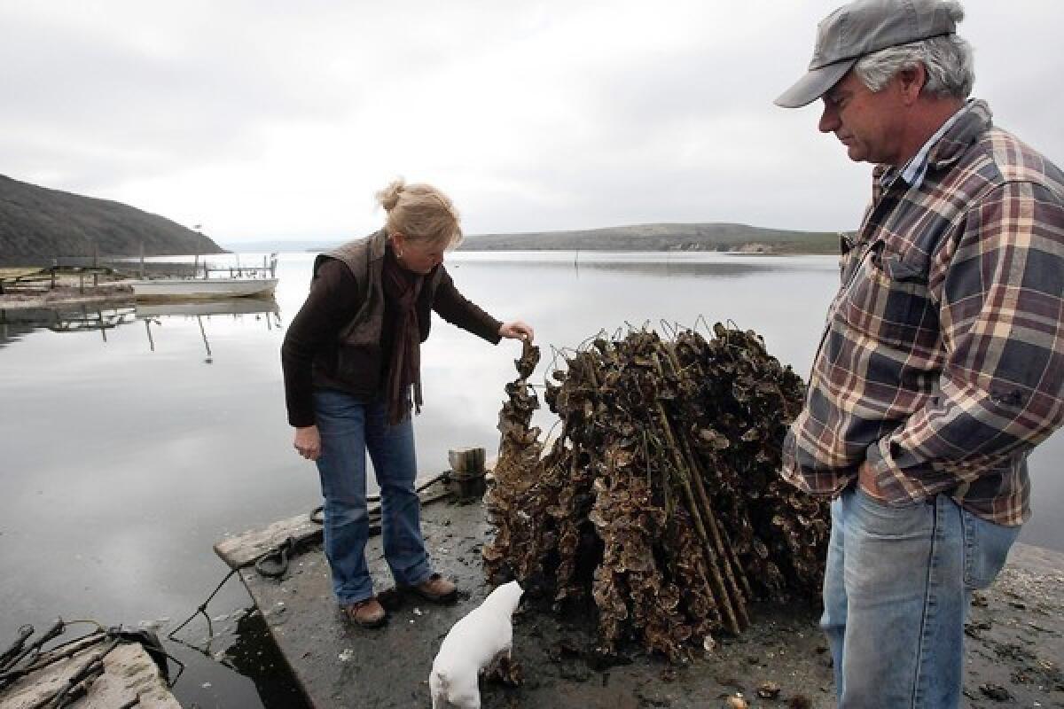 Drakes Bay Oyster Co. owner Kevin Lunny, right, shown in 2009, looks on as his sister Ginny Cummings checks oyster sticks that have been harvested at the oyster farm in Point Reyes National Seashore.