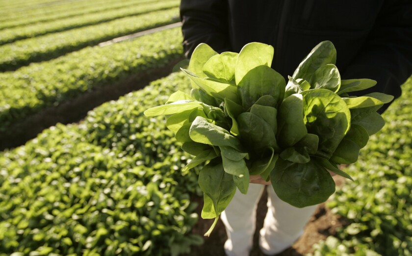 Spinach at a Moss Landing farm near the Salinas Valley growing region of Monterey County.