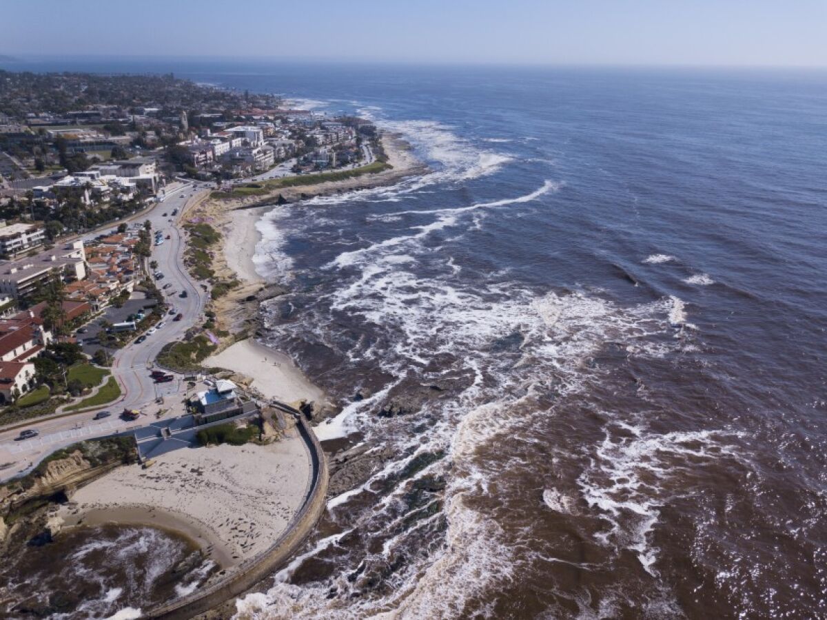 Algae blooms, also known as red tides have turned the ocean water brown in La Jolla and along the rest of the San Diego coast. The algae depletes the water of oxygen and often kill fish. This year’s algae bloom has been bigger and lasted longer than most years.