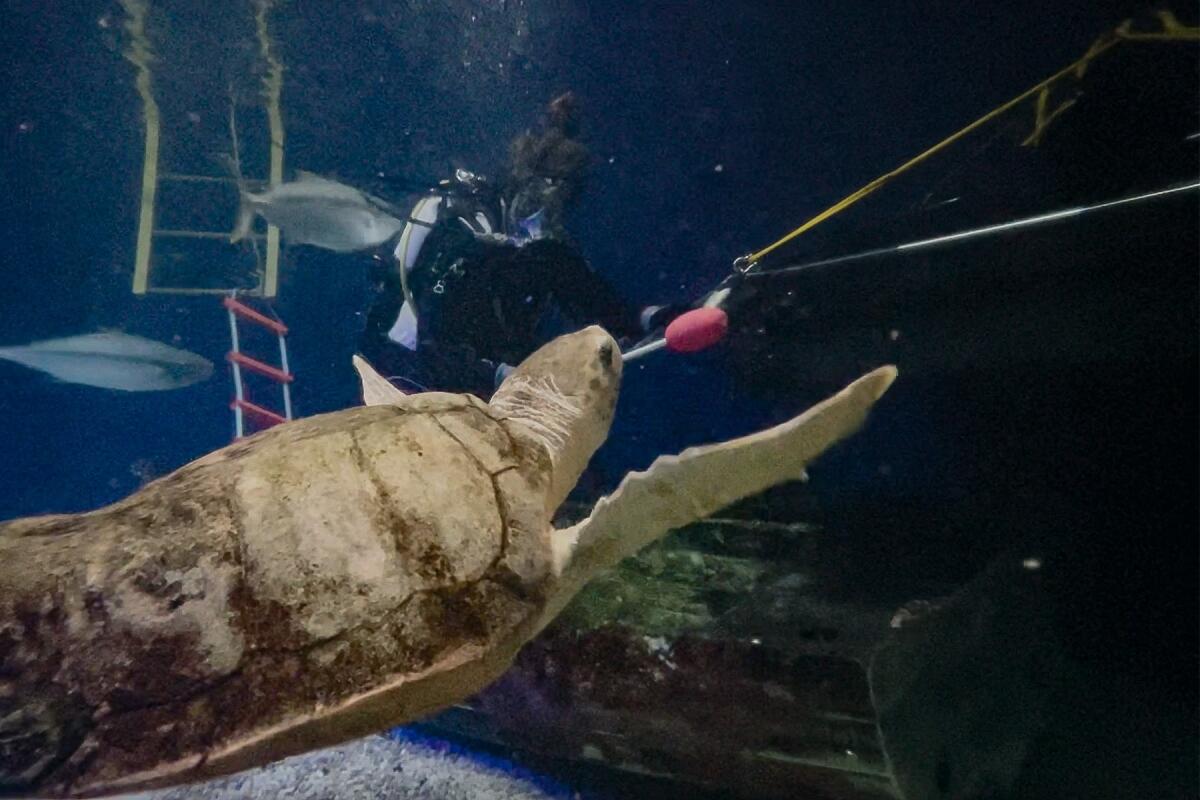 The loggerhead sea turtle at Birch Aquarium undergoes target training that helps extract her from her tank for exams.