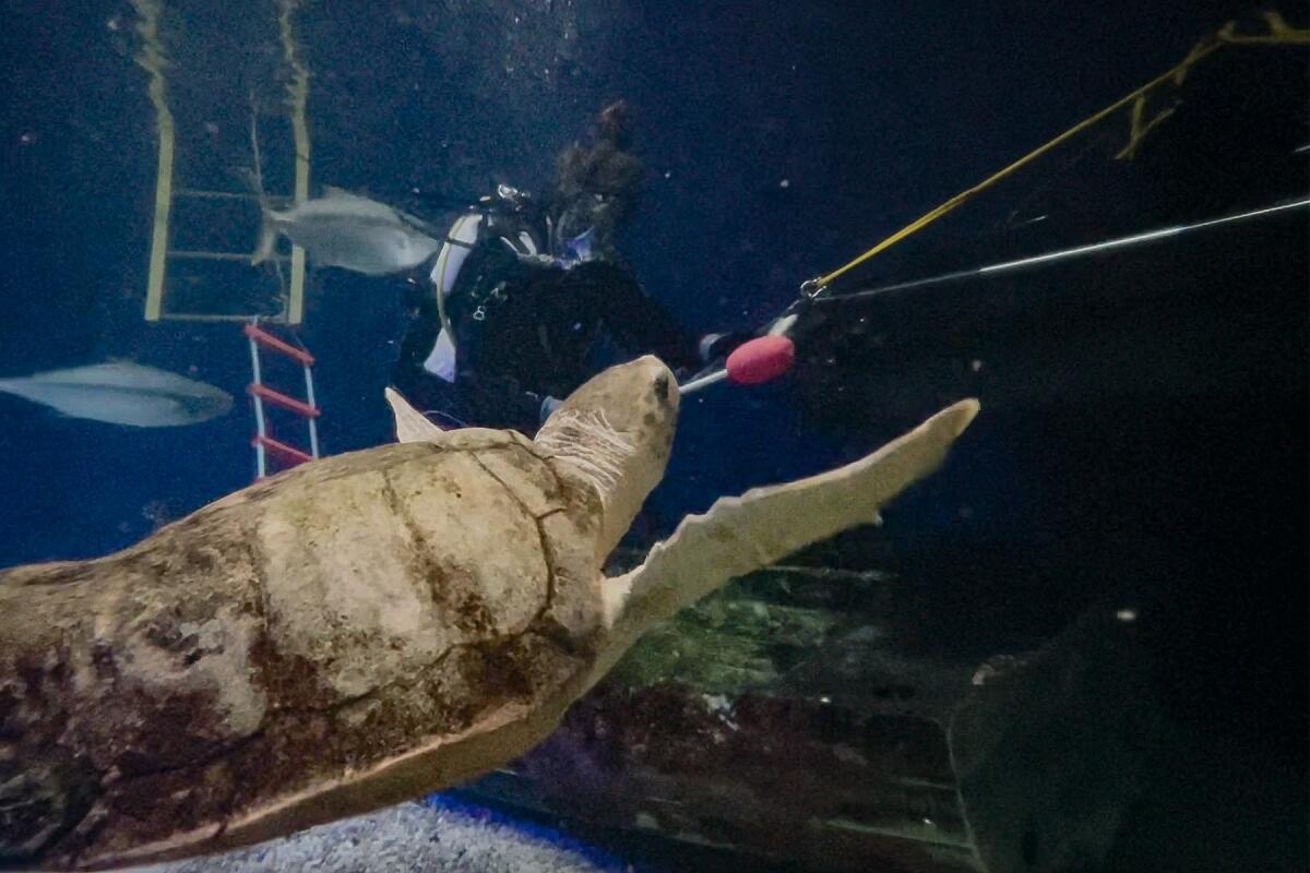 Woman brings smiles to community with tiny turtles.