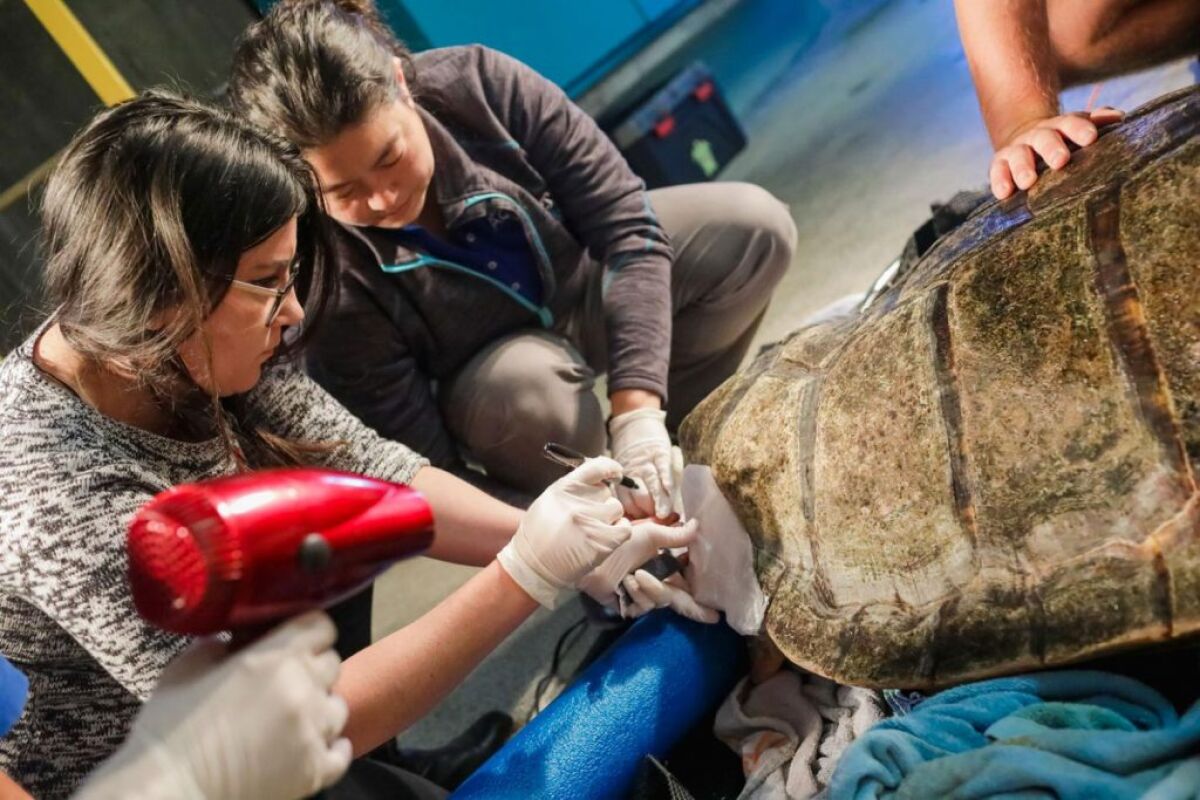 Birch director of animal care, science, and conservation Jennifer Moffatt, left, and a colleague check the size of the sea turtle’s 3D-printed shell prosthetic before epoxy-ing it on in 2017.