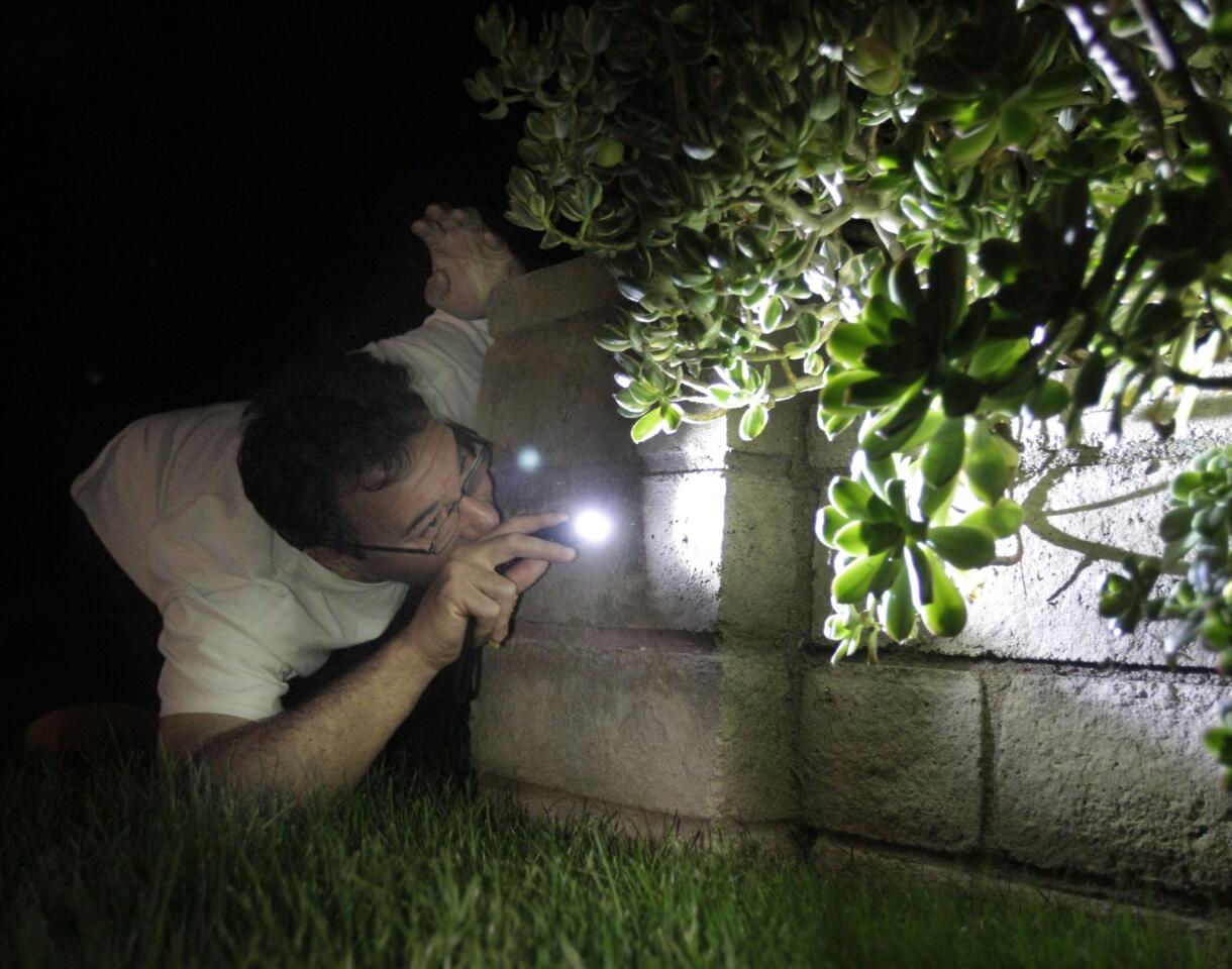 Robert Espinoza, herpetologist and professor at Cal State Northridge, searches for a species of lizard in San Pedro.