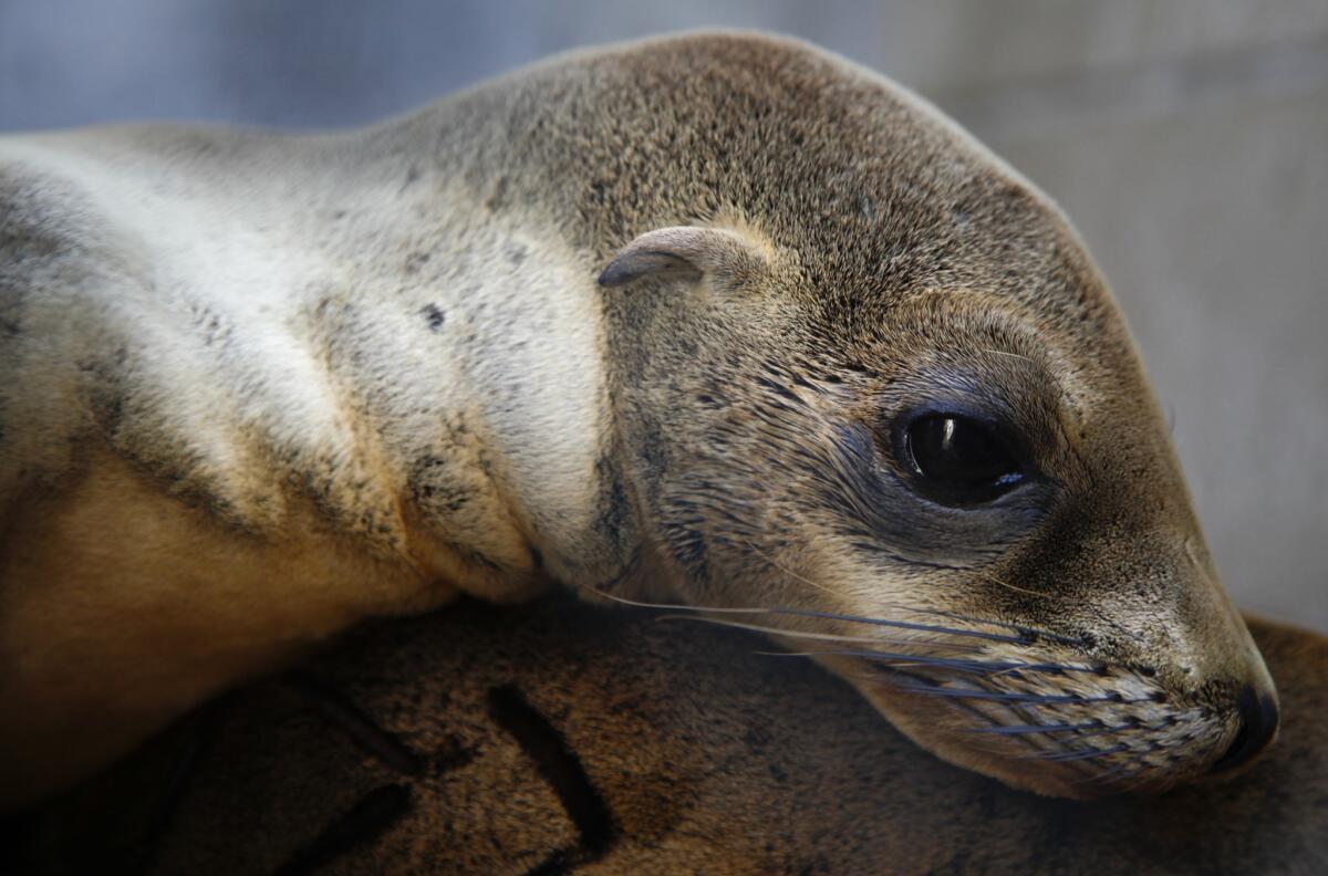 An emaciated and sick sea lion pup at the Marine Mammal Care Center in San Pedro in 2013. New research blames a lack of nutritious fish off California's central coast for the rise in starving pups in Southern California.