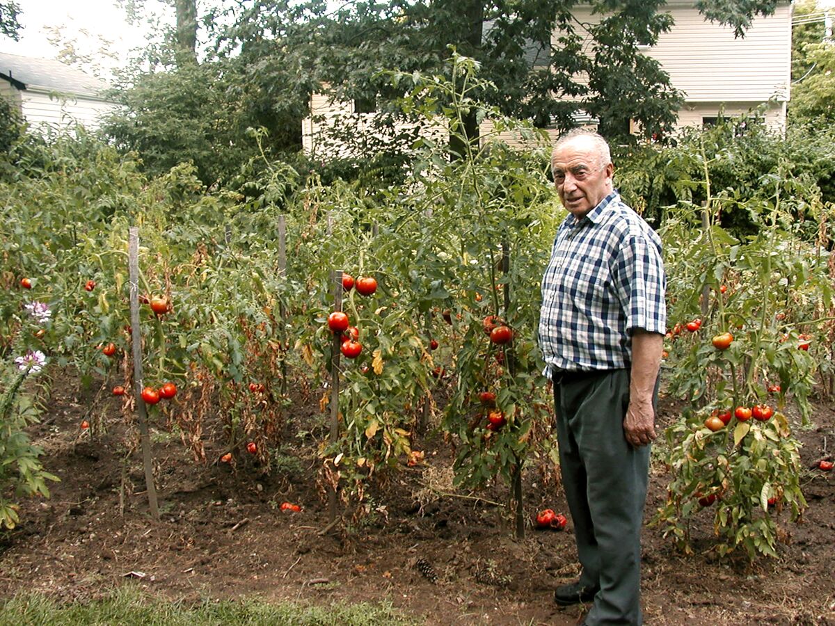 An older man stands amid tomatoes growing in a garden