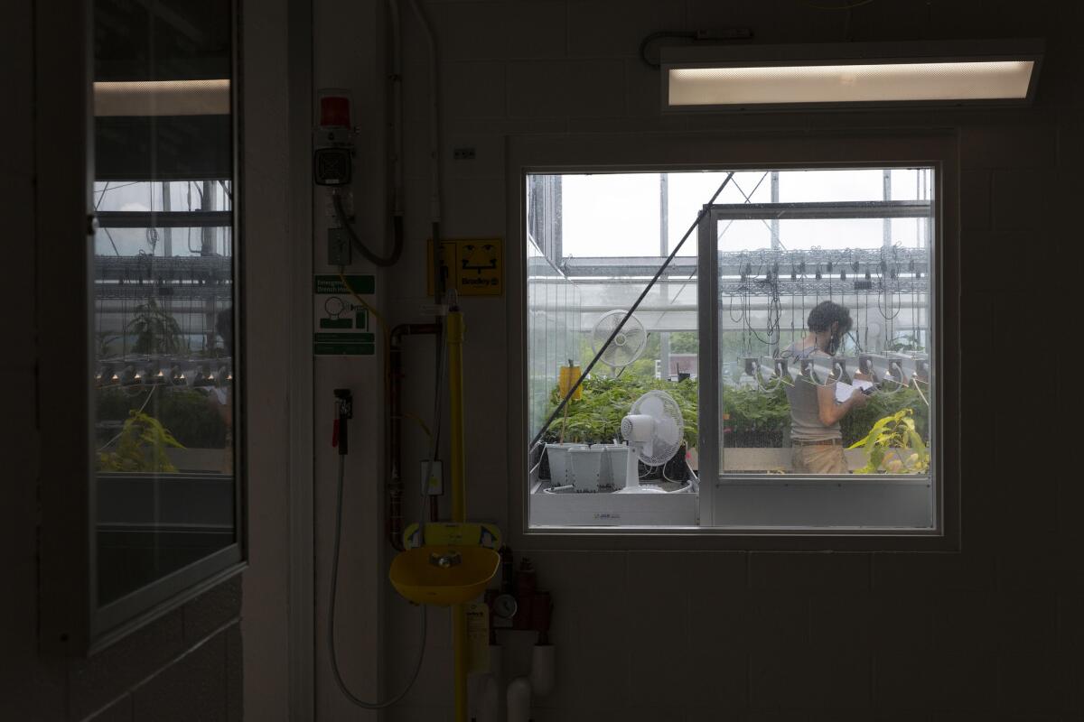 Researchers grow plants in the rooftop greenhouse at SUNY ESF before moving them to carefully controlled outdoor field sites. (Allison Zaucha / For The Times)