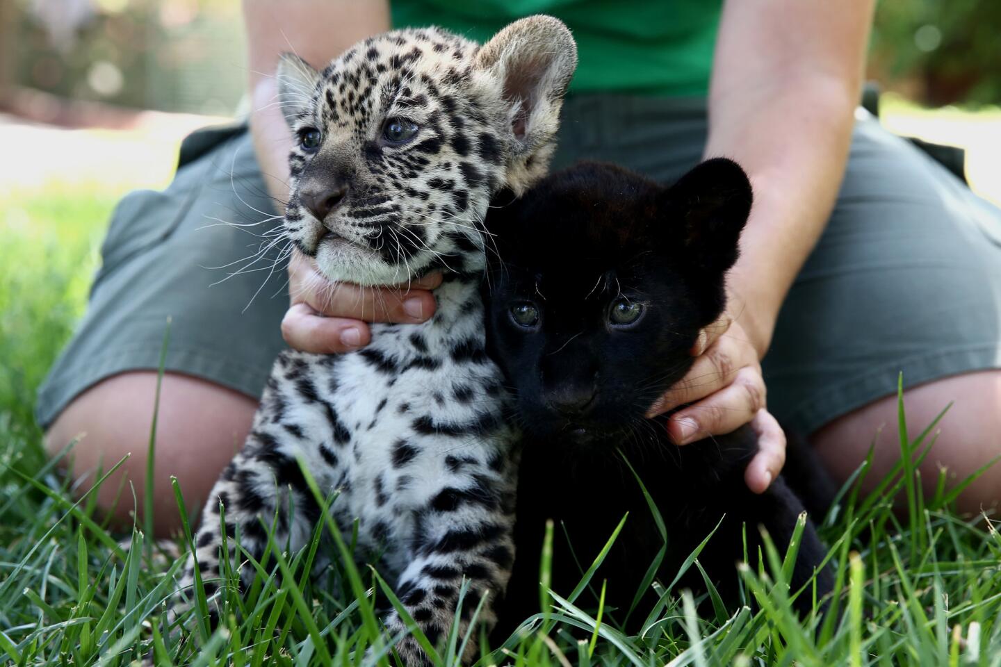 Andrea Czerny, employee of the Attica Zoological Park, holds five-week-old baby jaguars Lucky, left, and Jucky inside the park in Spata, Greece, on July 16, 2016.