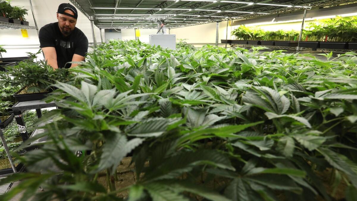 A man works with marijuana plants at Dark Heart Nursery in Oakland in September.
